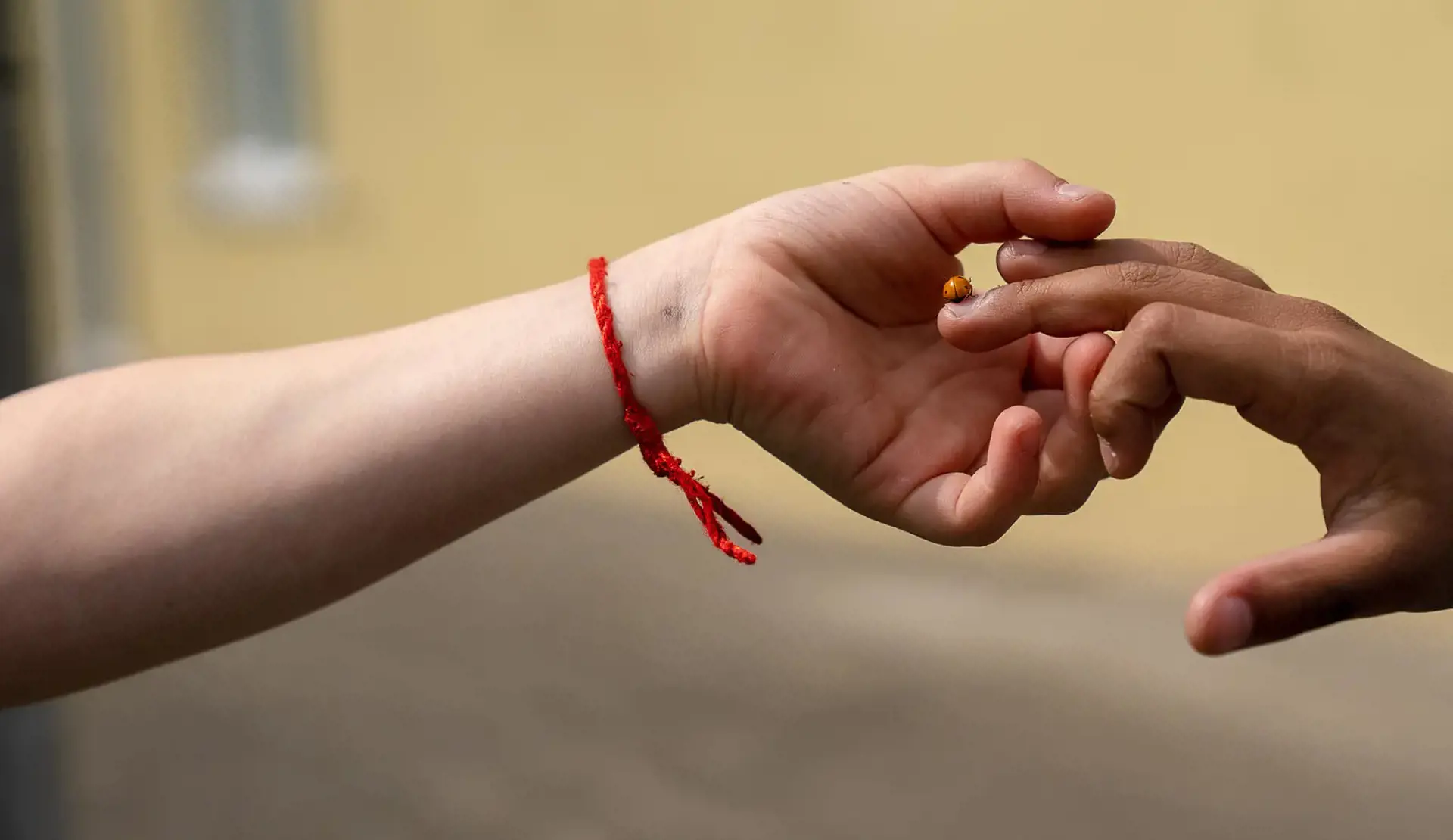 St George's School pupils carefully holding a ladybird beetle